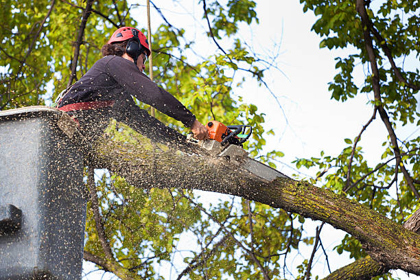 Trusted Edwardsville, PA Tree Services Experts